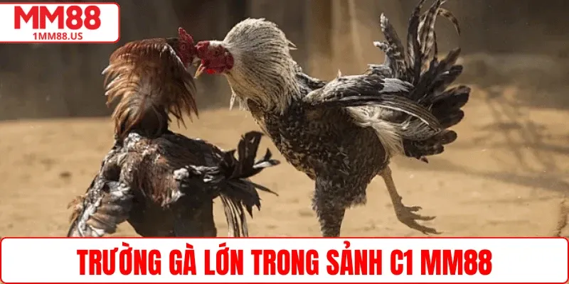 Trường gà lớn trong sảnh C1 MM88